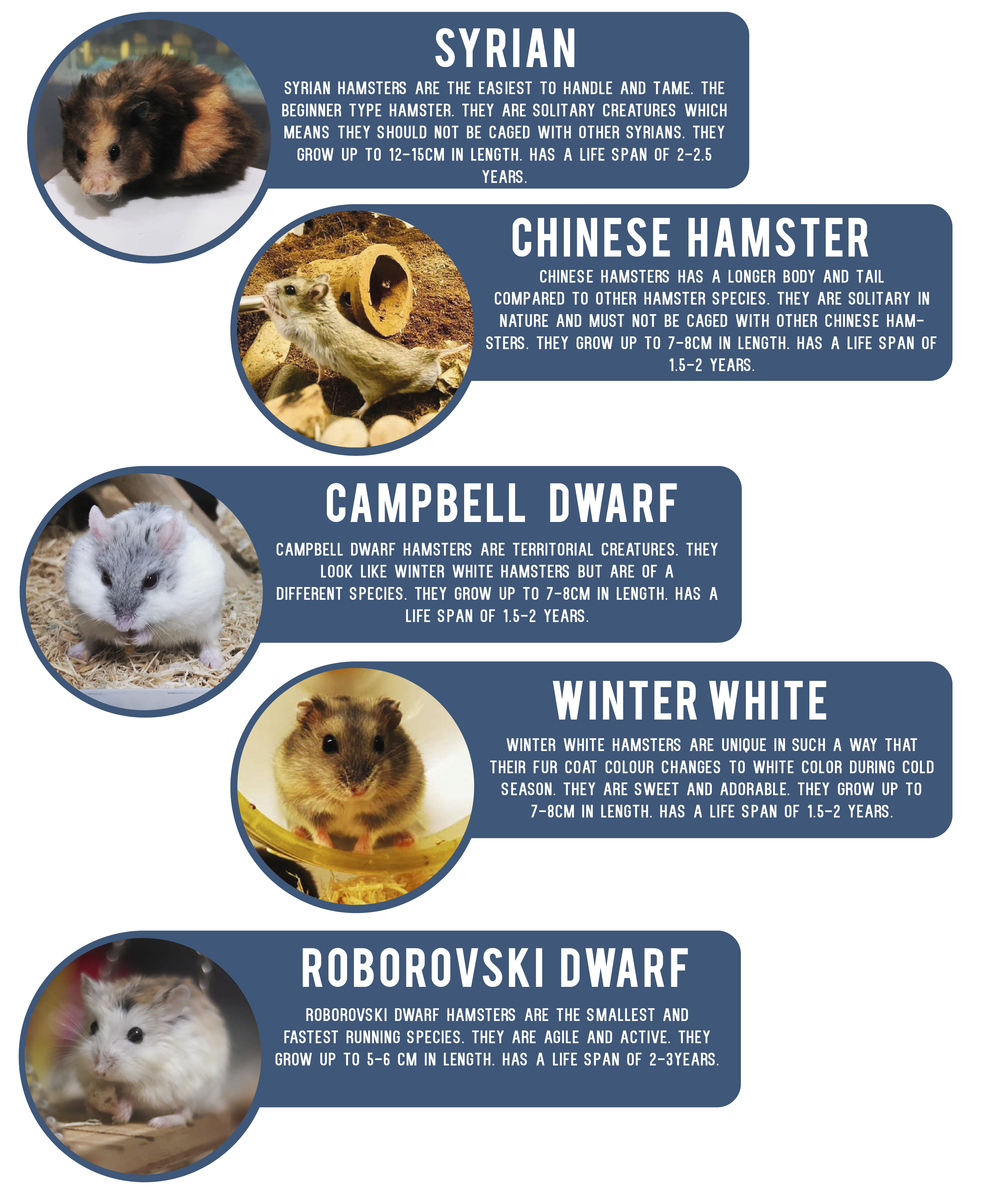 The Life Expectancy of Hamsters -cute animal names