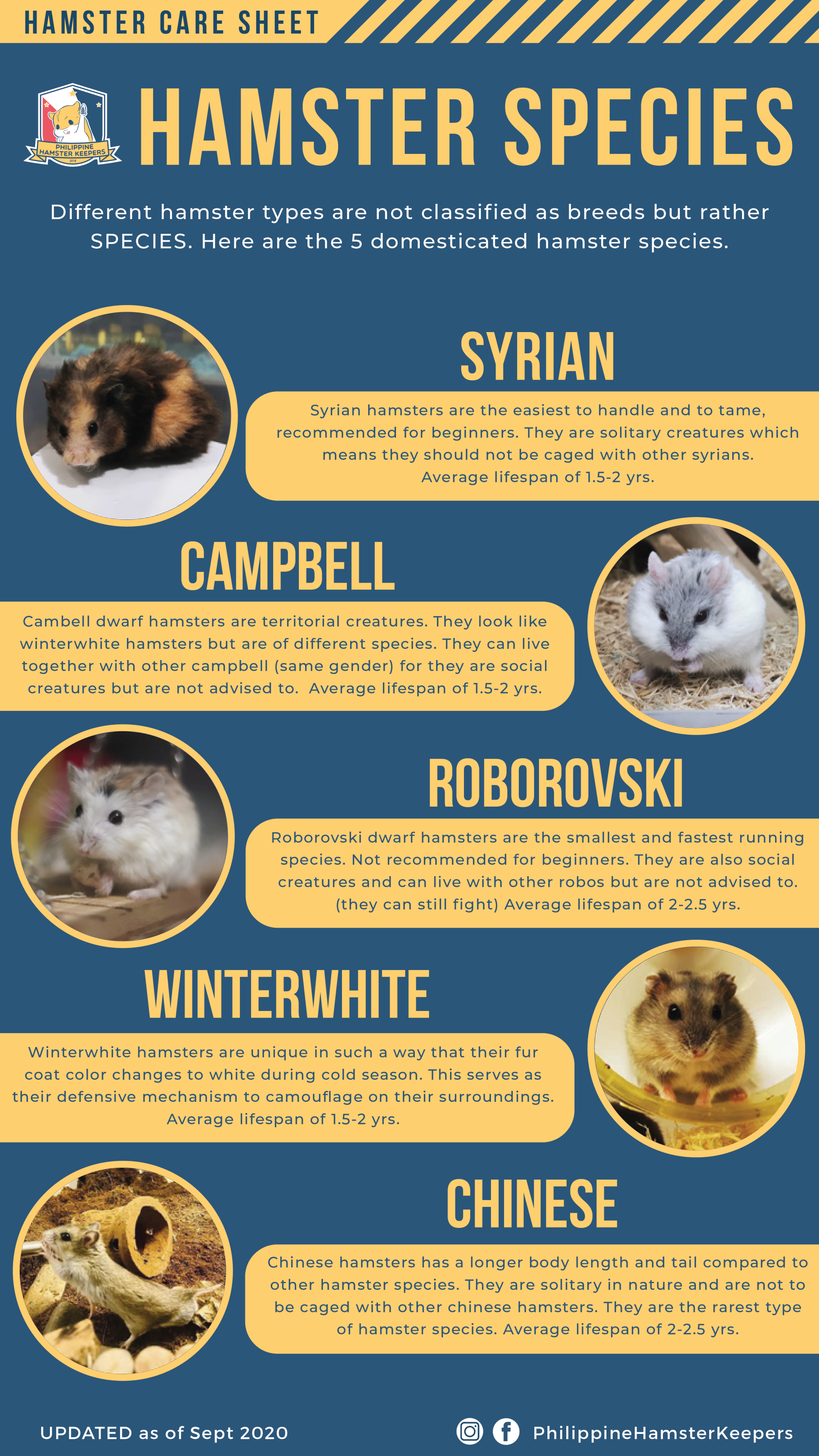 Hamster Species – Philippine Hamster Keepers